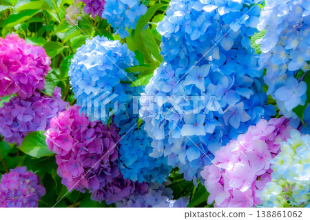 Beautiful blue and purple hydrangeas - a fantastical background image. 138861062