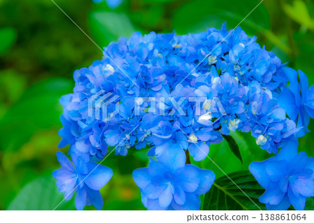 Fresh blue hydrangeas in June, during the rainy season. Fresh blue hydrangeas in June, during the rainy season. 138861064