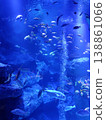 魚兒在清澈湛藍的海水中游動 138861066