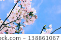 Kawazu櫻花在藍天 138861067