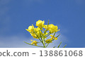 黃花 138861068