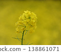 黃色油菜花 138861071