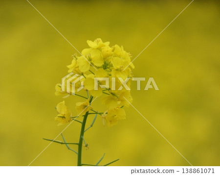 黃色油菜花 黃色油菜花 138861071