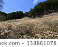 Mitsumata colony on Yashikiyama, Kiryu City, Gunma Prefecture 138861078