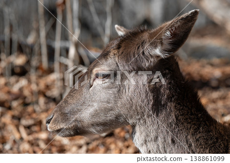 Close up shot of head Dama Dama . Fallow deer (dama dama) portrait Close up shot of head Dama Dama . Fallow deer (dama dama) portrait 138861099