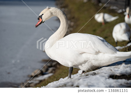 Mute swan or cygnus olor on a frozen lake Mute swan or cygnus olor on a frozen lake 138861131