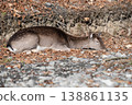 Resting Fallow Deer Doe in an autumn  Forest Environment 138861135