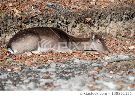 Resting Fallow Deer Doe in an autumn  Forest Environment 138861135