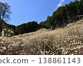 Mitsumata colony on Yashikiyama, Kiryu City, Gunma Prefecture 138861143