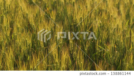 Golden wheat close-up shows intricate grain texture in field. Macro shot reveals spiky stalks. Cereal close-up concept with rich kernel detail. Textured wheat background for agricultural design. 138861144