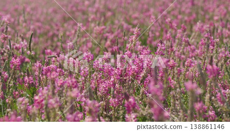 Nutrient-rich sainfoin field flourishing under sunlight sustainable animal feed production enhances feed quality and livestock nutrition eco-friendly high-protein forage crop cultivation 138861146