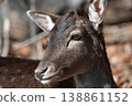 Portrait of a female fallow deer (Dama dama) 138861152