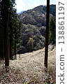 Mitsumata colony on Yashikiyama, Kiryu City, Gunma Prefecture 138861197