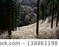 Mitsumata colony on Yashikiyama, Kiryu City, Gunma Prefecture 138861198