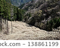 Mitsumata colony on Yashikiyama, Kiryu City, Gunma Prefecture 138861199