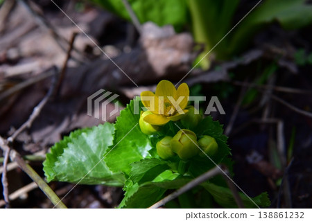 The marsh marigold heralds the arrival of spring. 138861232