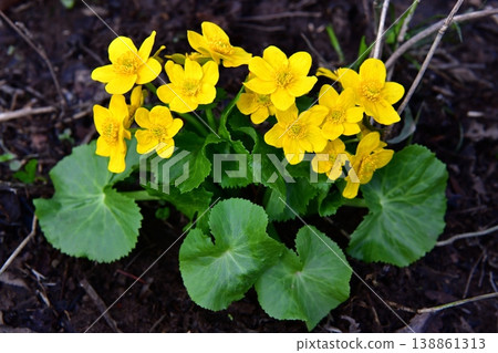 Marsh marigolds in Ezo (Hokkaido) herald the arrival of spring. Marsh marigolds in Ezo (Hokkaido) herald the arrival of spring. 138861313
