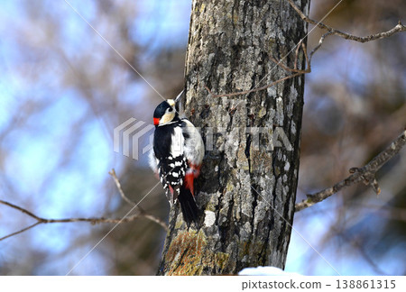 A Great Spotted Woodpecker searching for tree sap A Great Spotted Woodpecker searching for tree sap 138861315