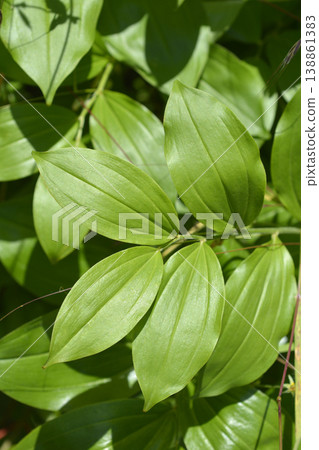 Scented Solomons seal 138861383