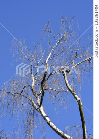 Common birch Common birch 138861404