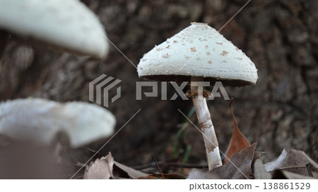 白蘑菇 138861529