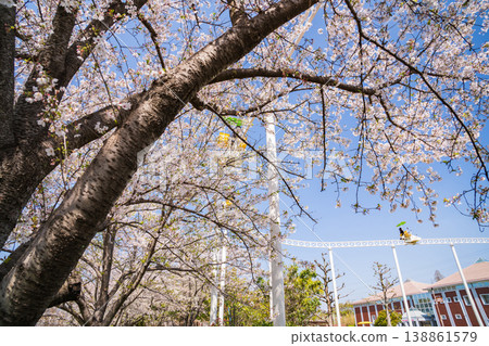 Meito Children's Land Todagawa in Spring: Cherry Blossoms in Full Bloom and the Cycle Monorail (Nagoya City, Aichi Prefecture) 138861579