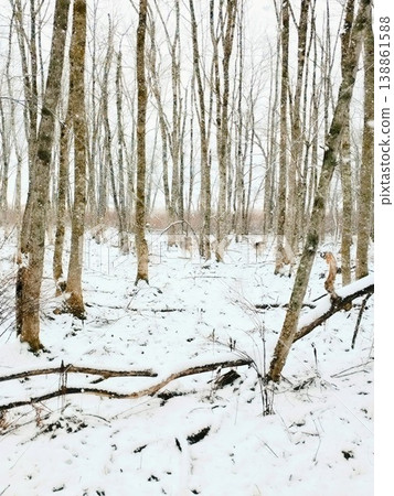 一群北海道鹿站在一片仍覆蓋著積雪的闊葉林中。 一群北海道鹿站在一片仍覆蓋著積雪的闊葉林中。 138861588