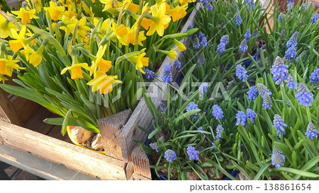 Bright yellow Tete-a-Tete daffodils and blue grape hyacinths blooming in rustic wooden crates outdoors Bright yellow Tete-a-Tete daffodils and blue grape hyacinths blooming in rustic wooden crates outdoors 138861654