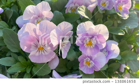 Close up of delicate lilac and purple pansies Viola cornuta blooming with green leaves in spring sun 138861658