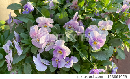 Close up of delicate lilac and purple pansies Viola cornuta blooming with green leaves in spring sun 138861659