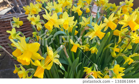 Full frame of bright yellow Tete-a-Tete daffodils blooming in a spring garden under warm sunlight 138861664
