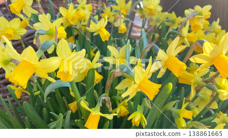 Full frame of bright yellow Tete-a-Tete daffodils blooming in a spring garden under warm sunlight 138861665