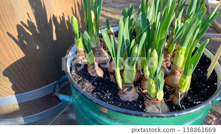 Sprouting narcissus bulbs with fresh green shoots growing in a vintage green enamel pot in spring sun 138861669