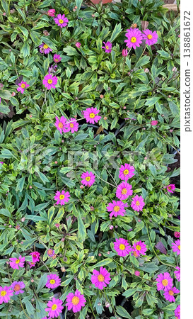 Top view of pink Marguerite daisies Argyranthemum frutescens blooming with lush green foliage outdoors 138861672