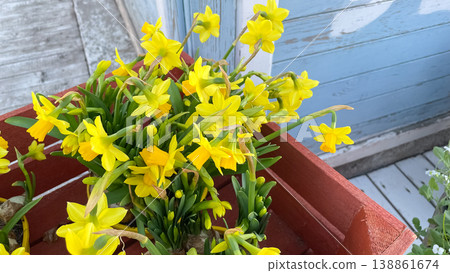Vibrant yellow Tete-a-Tete daffodils blooming in pots inside a rustic wooden crate in spring garden 138861674
