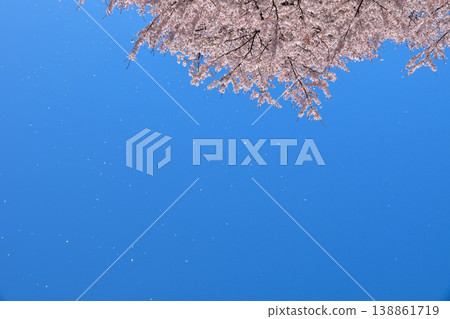 櫻花盛開，藍天白雲，花瓣飄落 138861719