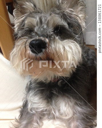  Miniature Schnauzer 138861721