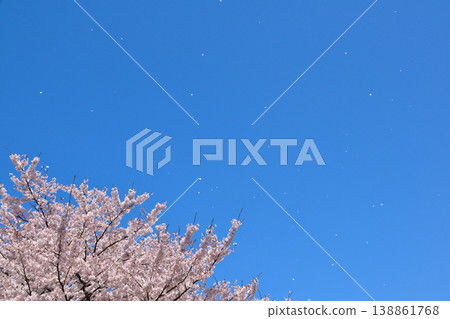 Cherry blossoms, blue sky, falling petals Cherry blossoms, blue sky, falling petals 138861768