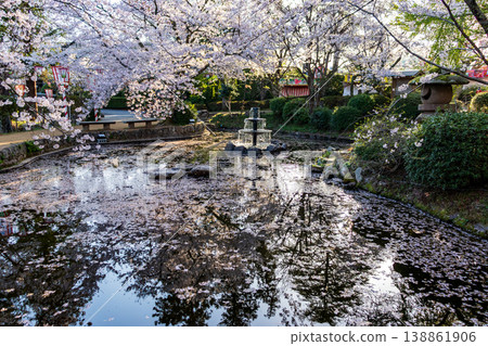 A fountain and pond with floating cherry blossoms at Utsubuki Park, a famous cherry blossom viewing spot. A fountain and pond with floating cherry blossoms at Utsubuki Park, a famous cherry blossom viewing spot. 138861906