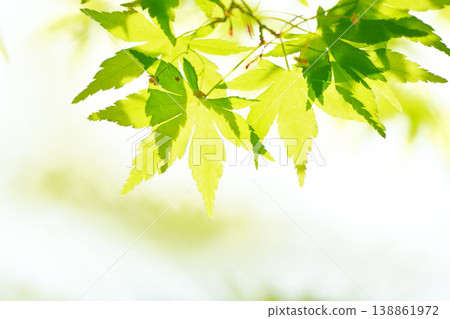 春天的新芽,新綠 春天的新芽,新綠 138861972