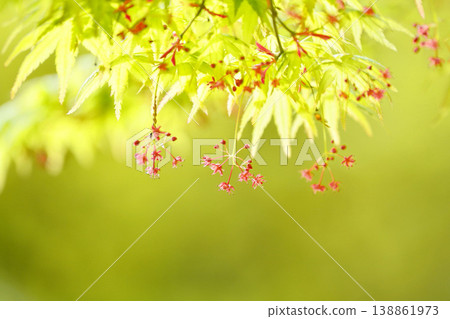 春天的新芽，新綠 138861973