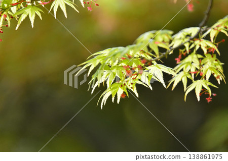 春天的新芽，新綠 138861975