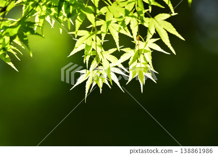 春天的新芽,新綠 春天的新芽,新綠 138861986