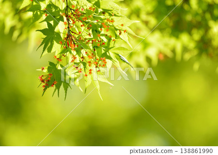 春天的新芽，新綠 138861990