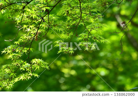 Spring buds and new greenery Spring buds and new greenery 138862000
