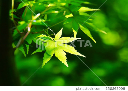 春天的新芽,新綠 春天的新芽,新綠 138862006