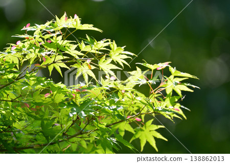 春天的新芽，新綠 138862013