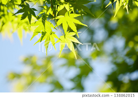 Spring buds and new greenery Spring buds and new greenery 138862015