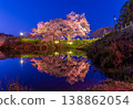 Light-up of a single cherry tree in Asai, Kurume City, Fukuoka Prefecture 138862054
