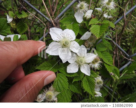 The flowers of the "wild strawberry," which has large flowers among the strawberry species. The flowers of the "wild strawberry," which has large flowers among the strawberry species. 138862090